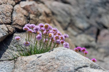 Deniz kıyısındaki bir uçurumun kenarında yetişen deniz kırıntısı Armeria maritima.