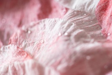 Pembe gelincik yapraklarının detaylı fotoğrafı.