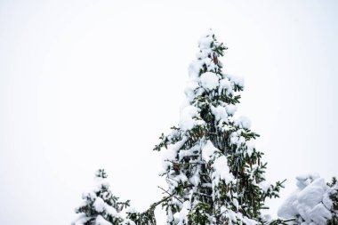 Heavy snow weighing down tree branches.