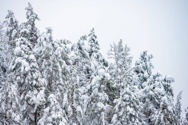 Heavy snow weighing down tree branches.