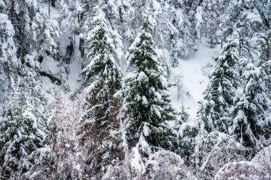 Heavy snow weighing down tree branches.