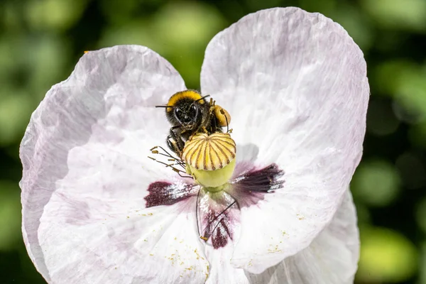 Bumblebee visiting a white poppy flower.