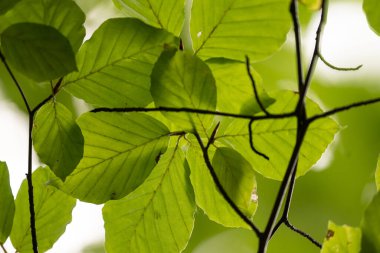 Green leaves covering eachother on a tree.