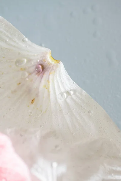Detail photo of white poppy flower petals.