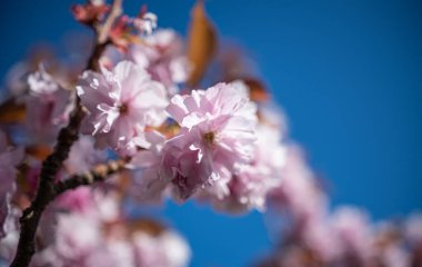 İlkbaharda kiraz çiçeği.