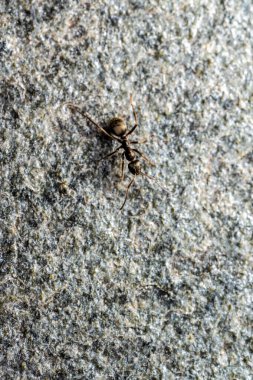 Tiny black ant strolling across a stone platter.