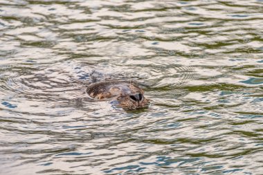 Harbor seal, Phoca vitulina, getting air.