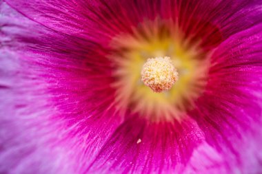 Sıradan gülhorozu çiçeği, Alcea rosea..