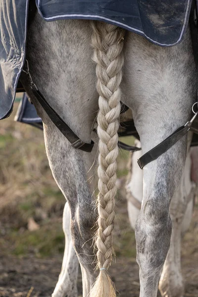 Braided tail of a white horse.