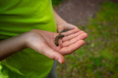 Bir kelebeğin tırtıl larvasını tutan bir el..