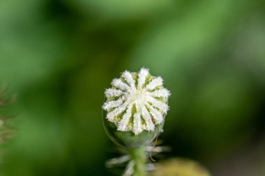 Poppy seed capsule in a green garden.