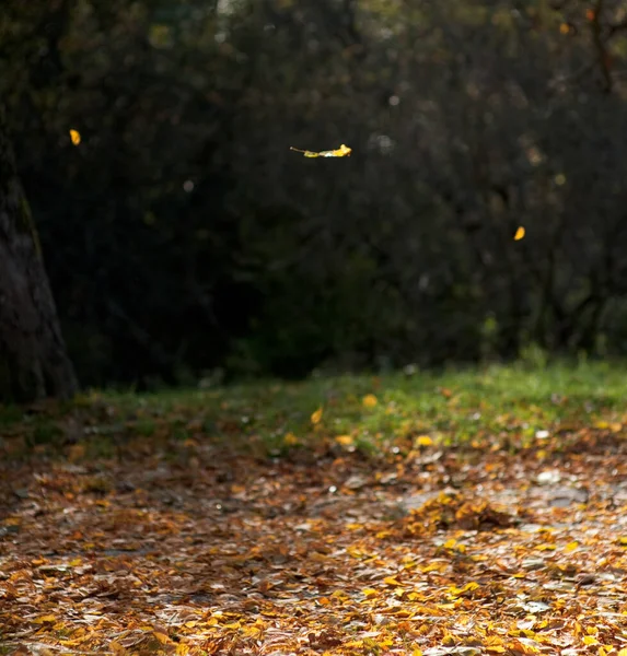 Blätter Fallen Herbst Von Einem Baum — Stockfoto