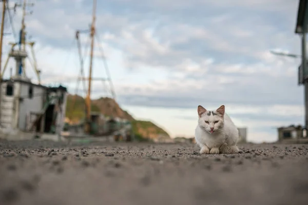 Gato Branco Por Barco Pesca — Fotografia de Stock