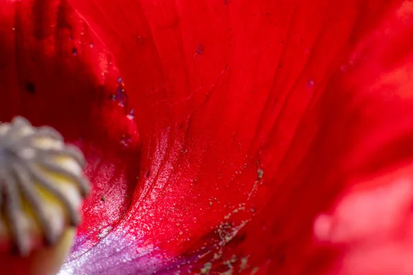 Makroaufnahme Der Inneren Blütenblätter Einer Mohnblume — Stockfoto