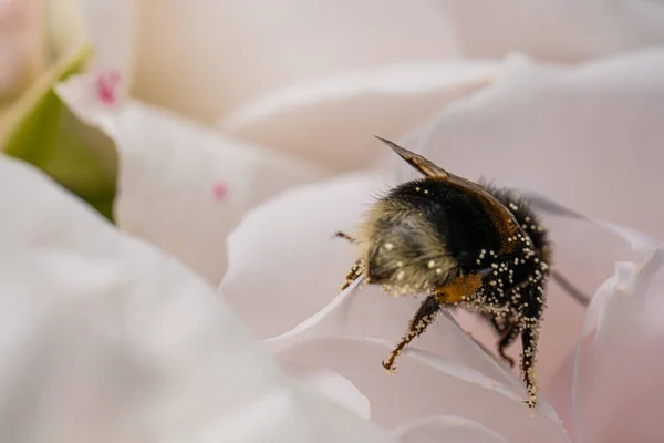 Bombus Hortorum Samlar Pollen Rosa Blomma — Stockfoto