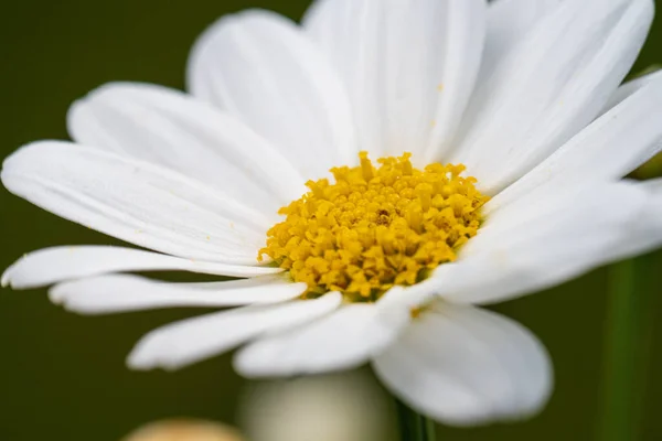 Białe Żółte Kwiaty Bellis Perennis — Zdjęcie stockowe