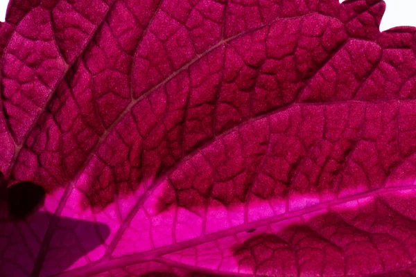 Detail Eines Rosafarbenen Coleus Blattes — Stockfoto