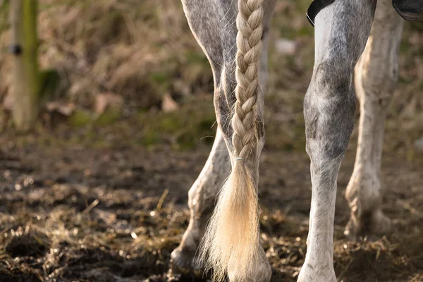 Braided tail of a white horse.