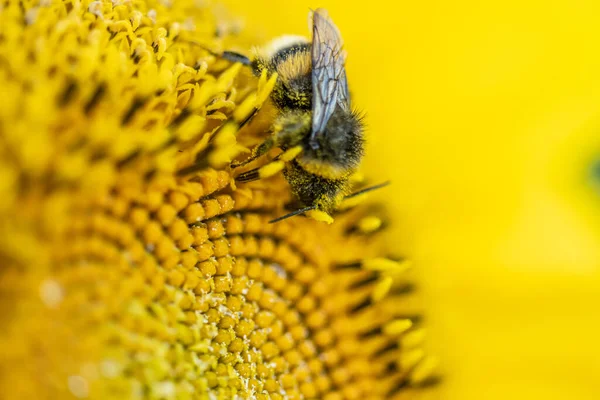 Hummel Auf Sonnenblume Helianthus Annuus Goldenen Licht Des Sonnenuntergangs — Stockfoto