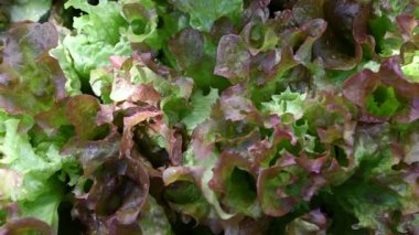 Kırmızı Yaprak Marulunun Kapanışı