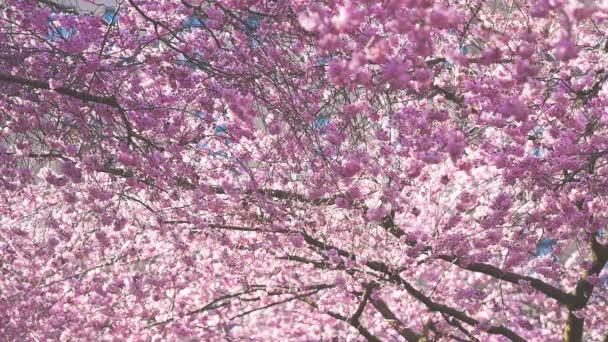 Gyönyörű Cseresznyevirág Gyengéden Integet Szélben — Stock videók