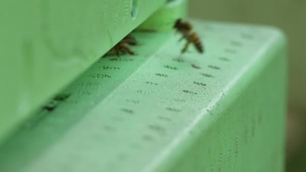 Μέλισσες Περνούν Μέσα Και Έξω Από Μια Κυψέλη Ένα Πάρκο — Αρχείο Βίντεο