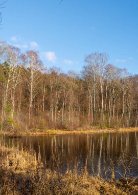 Sahilde çıplak ağaçlarla dolu küçük bir gölet..
