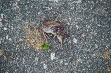 Yolda ölü bir cadaloz (Soricidae)..