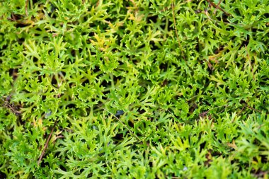 Sonbaharda yaban mersini yaprakları.