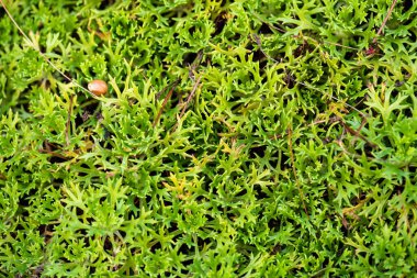 Sonbaharda yaban mersini yaprakları.