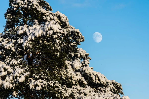 Månen Bakom Ett Snötäckt Träd Vintern — Stockfoto