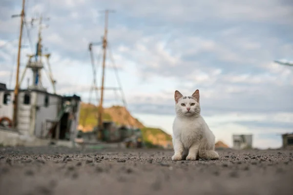 White cat by a fishing boat. Looking concerned..