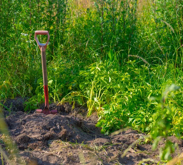 Patates tarlasında kürek..
