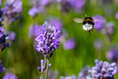 Mor çiçeklerle süzülen yaban arısı.