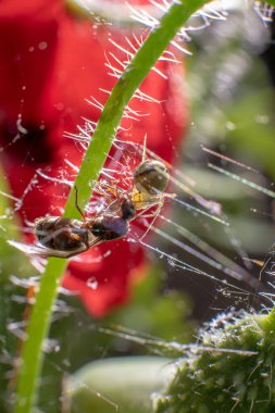 Küçük örümcek, tuzağa düşmüş bir böceğe saldırarak bir çiçek sapının üzerinde ağ örüyor..