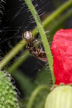 Küçük örümcek, tuzağa düşmüş bir böceğe saldırarak bir çiçek sapının üzerinde ağ örüyor..