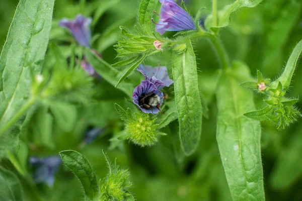 Bumblebee Diving Purple Flower — Foto de Stock