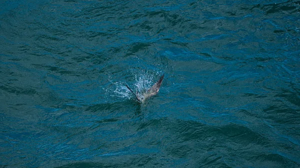 Молодая Морская Чайка Ныряет Воду — стоковое фото