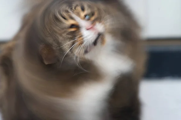 머리를 흔들고 북유럽의 고양이의 — 스톡 사진