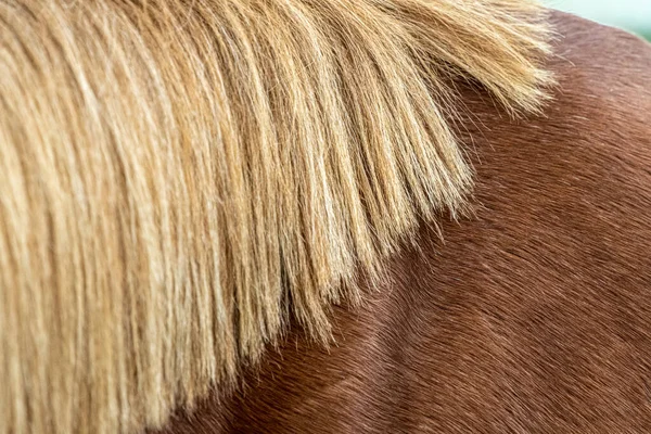Blonde Mane Brown Horse — Stock Photo, Image