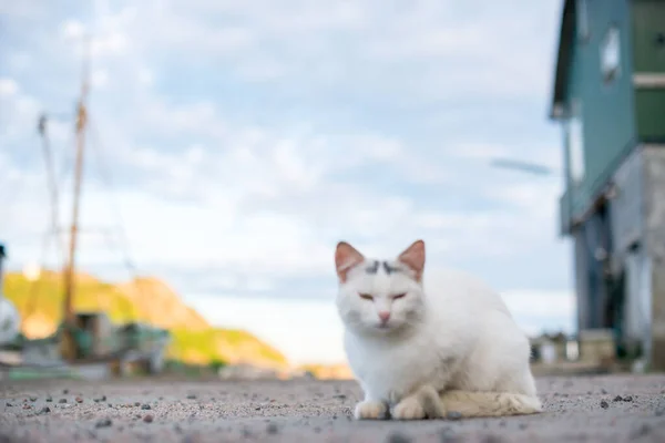 Biały Kot Siedzący Ziemi Przy Łodzi — Zdjęcie stockowe