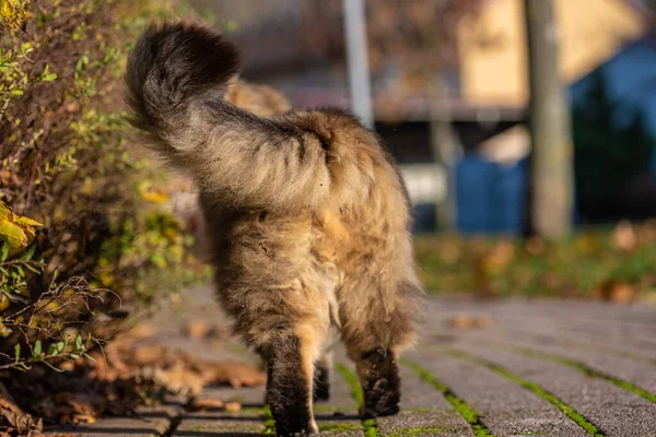 Gato Floresta Norueguesa Andando Por Uma Rua — Fotografia de Stock