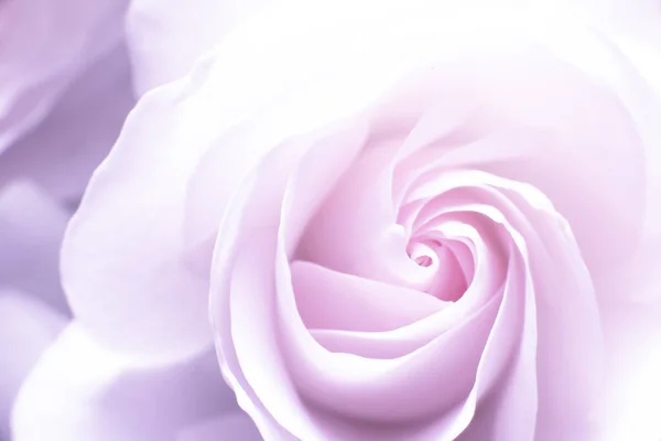 Makrofoto Einer Weißen Und Rosa Rose — Stockfoto
