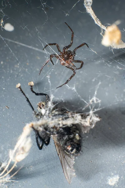 Mosca Atrapada Web Las Arañas — Foto de Stock