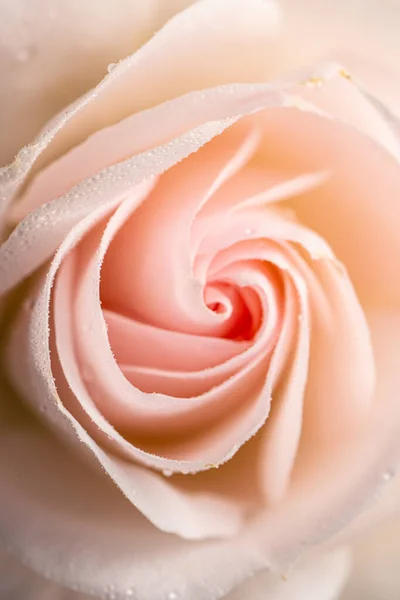 Details Einer Rosa Blühenden Rose — Stockfoto