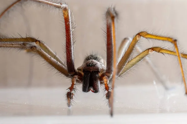 Macro Photo Eratigena Atrica Also Known Giant House Spider — Stock Photo, Image