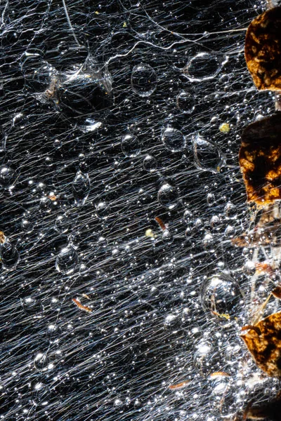 ブッシュの中のアーミン蛾幼虫のウェブのマクロ写真 — ストック写真