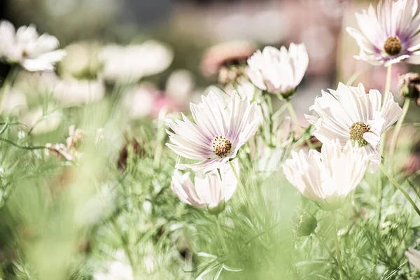 Białe Fioletowe Kwiaty Pięknym Świetle Słonecznym — Zdjęcie stockowe