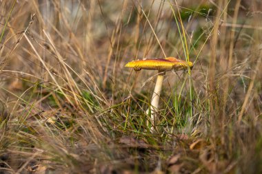 Side view of Fly agaric Amanita muscaria with a bee.