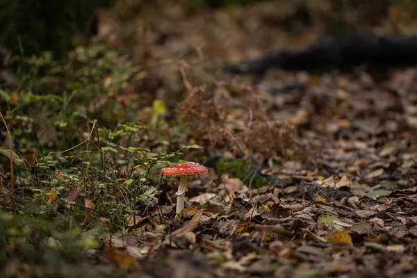 秋に森の中でアマニタ ムスカリアを飛ぶ — ストック写真